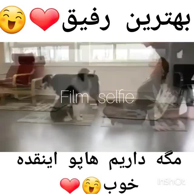 کلیپ جدید سگ باهوش