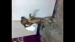 رقص باحال سگ