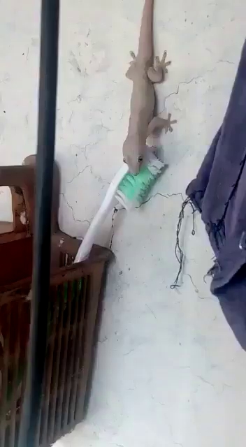 مسواک زدن یه مارمولک 