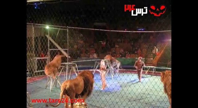 شیرهای خشمگین در سیرک