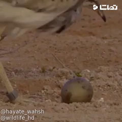 بیرون آمدن هوبره از تخم