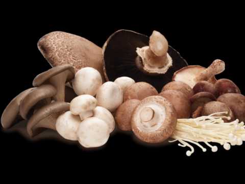 با خوردن قارچ سرطان را نابود کنید