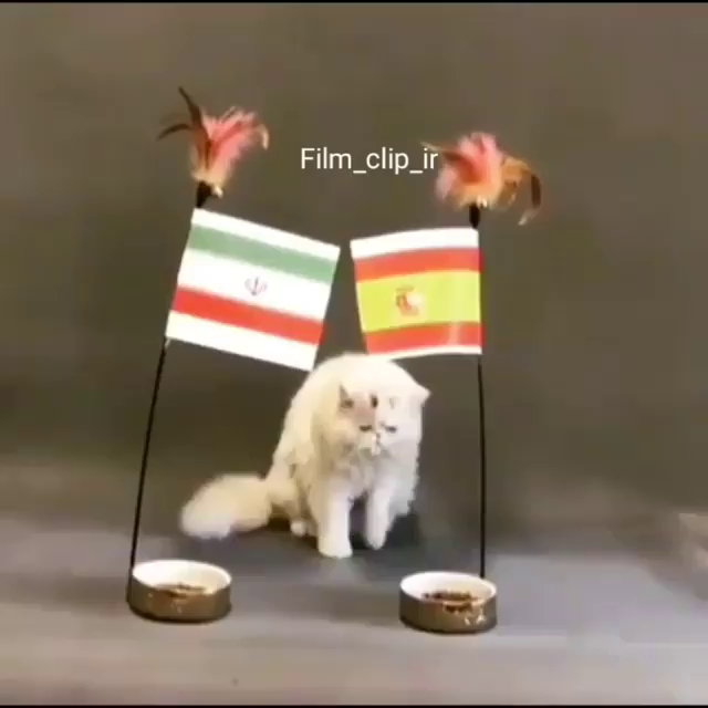 گربه ی پیش گو ایران را برنده ی بازی مقابل اسپانیا دانست