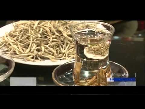 تهیه چای- برداشت و دم كردن چاي سپيد ايران