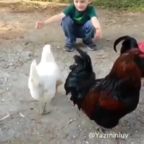 ای جوووون مرغه بغل دوست داره!!
