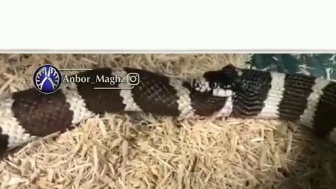 این مار میخواست خودشو بخوره که صاحبش نجاتش داد